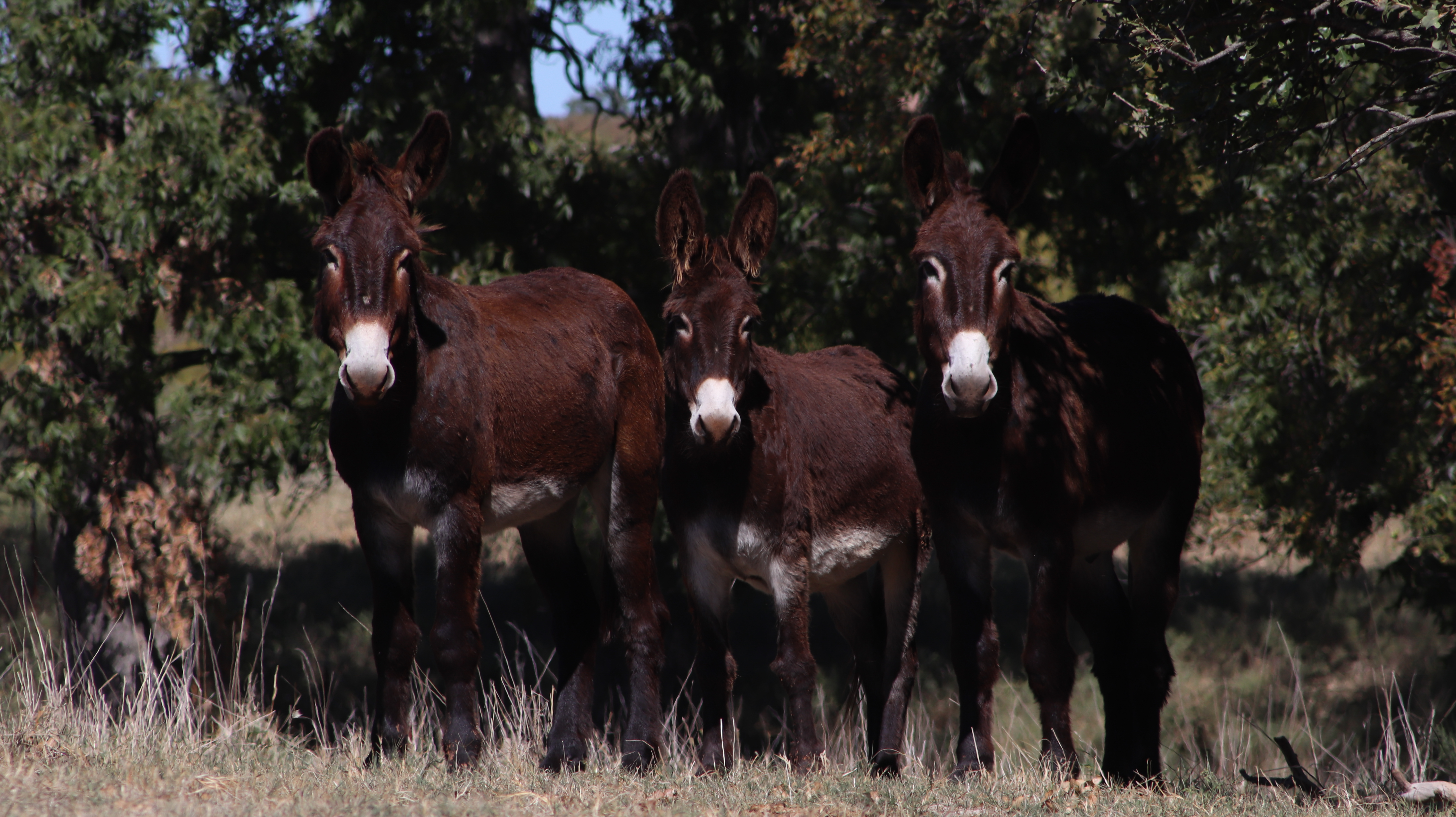 Three donkeys lined up. This photo was taken with a Canon 77D for a best cow picture contest.